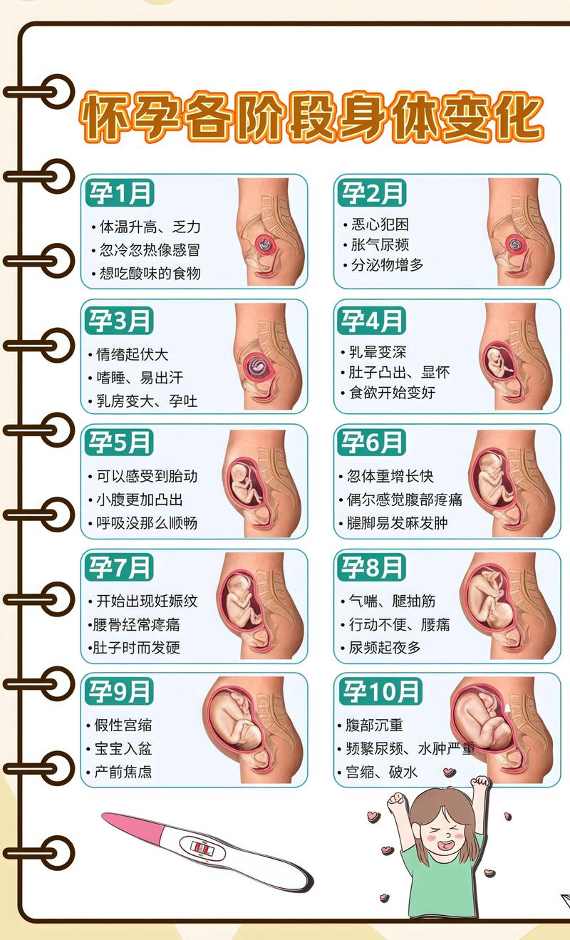 揭秘供卵代孕妈妈怀孕小腹分两节，孕期变化的奥秘襄阳代生机构: